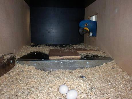 1 Hyacinth Macaw Parrot Eggs