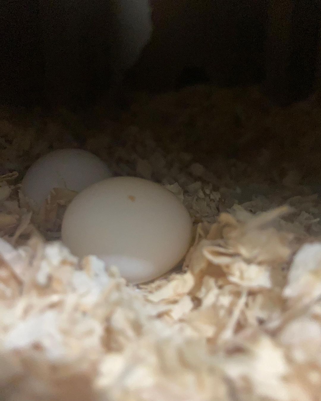 324064940_1021686785901147_7561267051446188375_n Senegal parrot egg