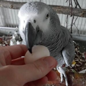 African Grey Parrot Eggs