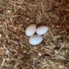 Blue and Gold Macaw Egg