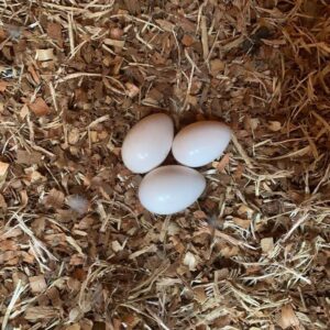 Blue and Gold Macaw Egg