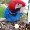 Green Wing Macaw Egg