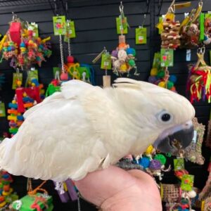 3 Months Old Umbrella Cockatoo Parrot Available