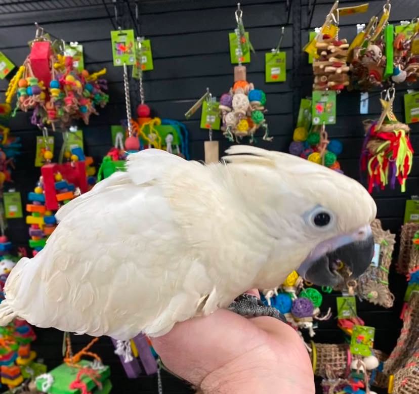 Baby Umbrella Cockatoo Baby Umbrella Cockatoo