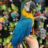 Blue and Gold Macaw