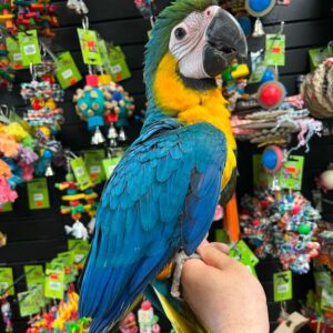 Blue and Gold Macaw