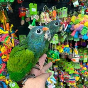 Blue Headed Pionus