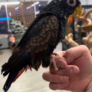 Bronze-Winged Pionus