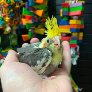 Baby Cinnamon Cockatiel