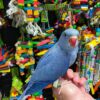 Indian Ringneck