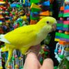Baby Lutino Parakeet
