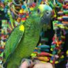 Blue Fronted Amazon Parrot