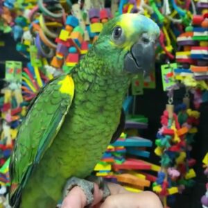 Blue Fronted Amazon Parrot