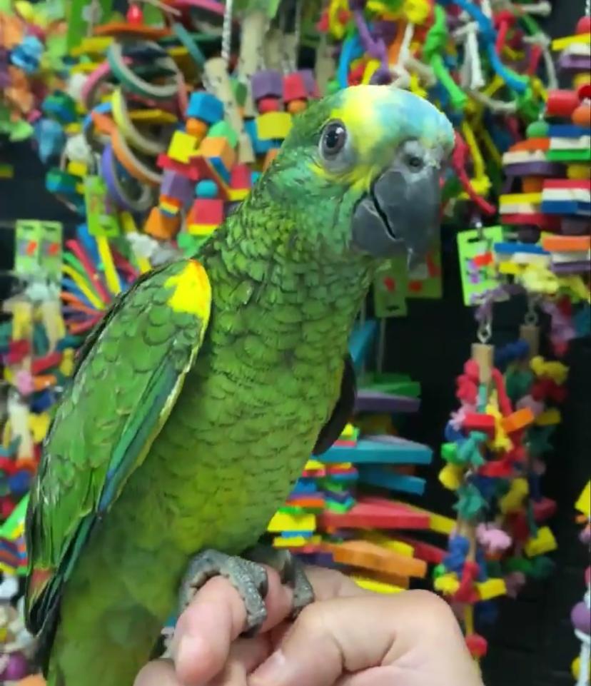 Blue Fronted Amazon Parrot Blue Fronted Amazon Parrot