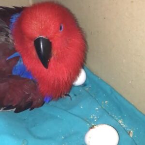 Eclectus Parrot eggs