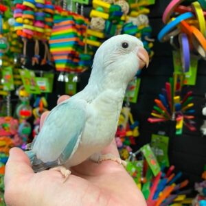 Blue Crossover Quaker Parrot