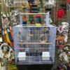 Medium Parrot Cage