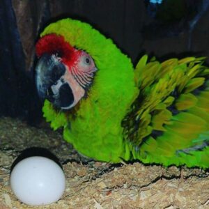Military Macaw Eggs