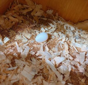 Caique Parrot Eggs