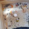 Lorikeet Eggs for sale