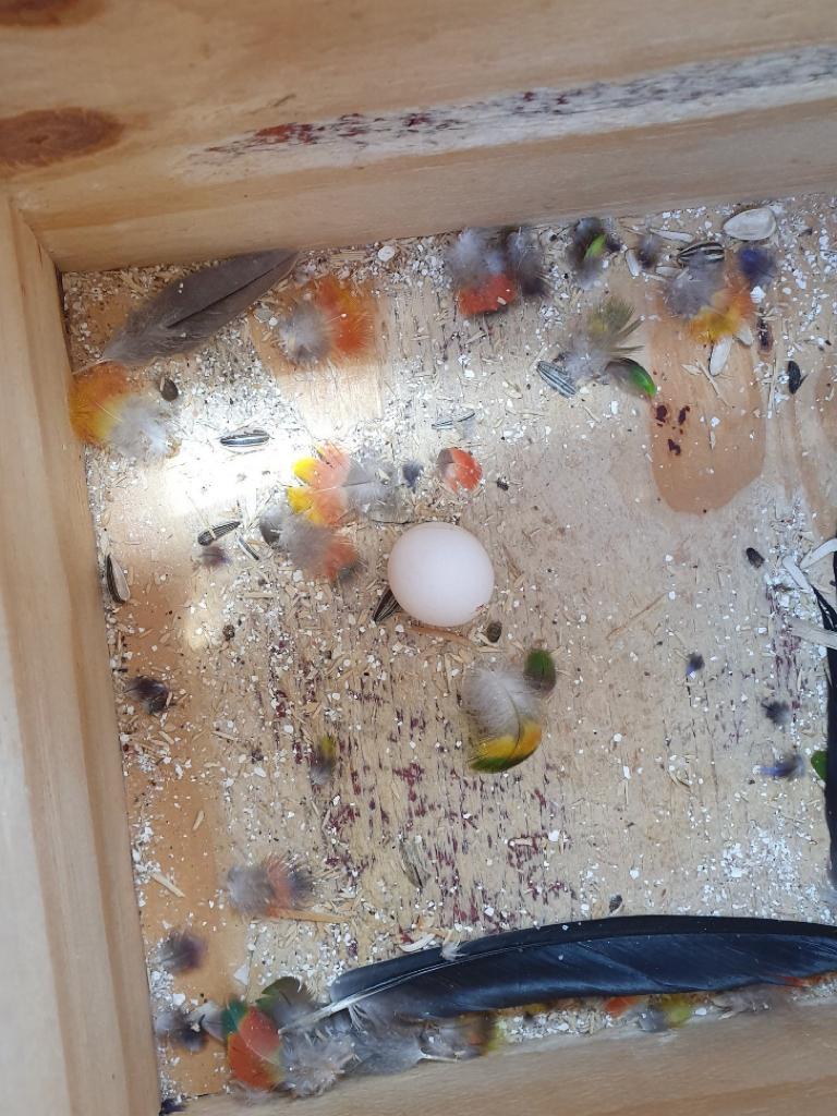 Lorikeet Eggs for sale Lorikeet Eggs for sale