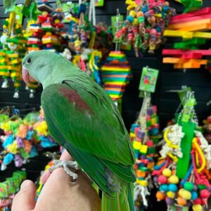 Alexandrine Parakeet for sale