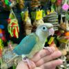 Cinnamon turquoise conure