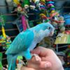 Blue Quaker Parrot