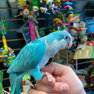 Blue Quaker Parrot