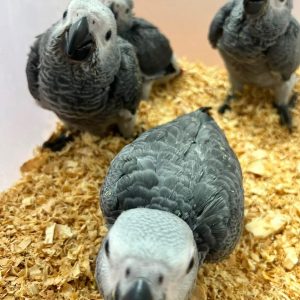 African Grey Parrot
