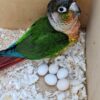 Green-Cheeked Conure Eggs