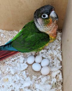 Green-Cheeked Conure Eggs