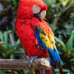 324068507_750356689848218_622779631326322651_n Scarlet Macaw