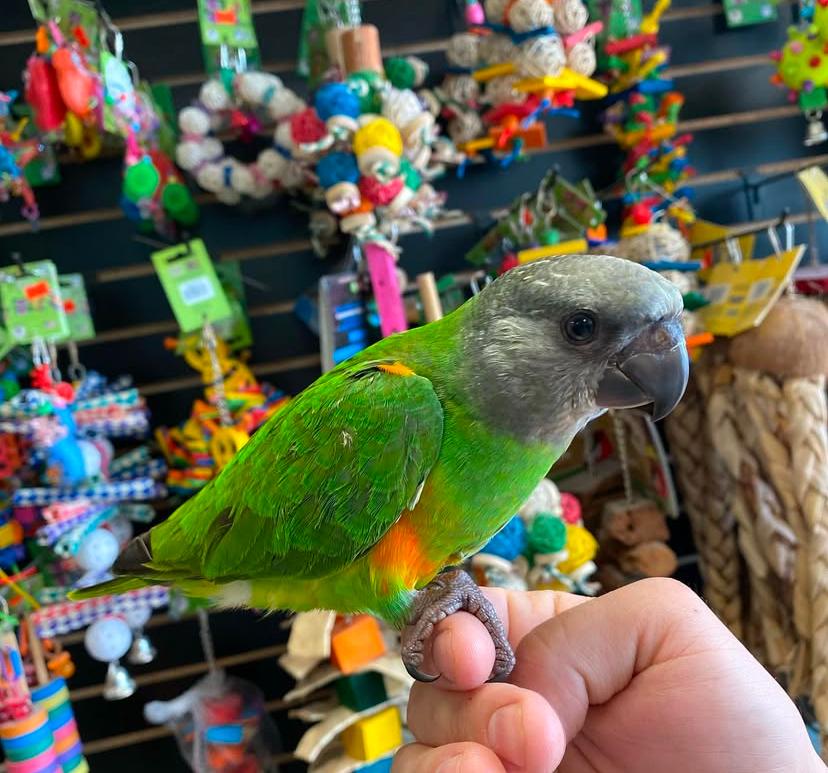 Senegal Parrot for sale Senegal Parrot for sale