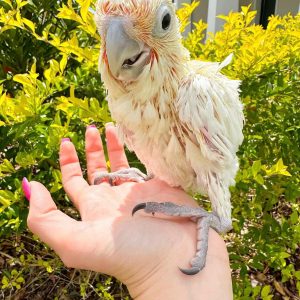 1-Month-Old Moluccan Cockatoo Parrot Available Now !!!