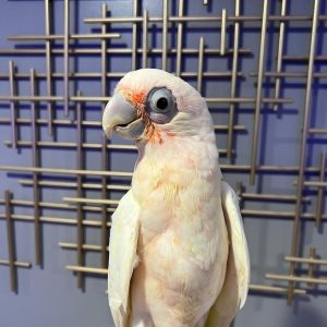 6-Month-Old Major Mitchell's Cockatoo – Beautiful, Healthy & Well-Socialized