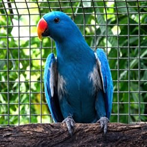2-Year-Old Blue Mutation Eclectus Parrot – Rare, Stunning & Well-Cared-For