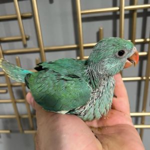 Baby Turquoise Indian Ringneck Parrot