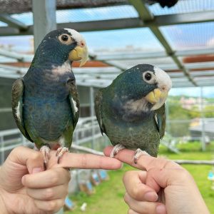 1 Year 4 Months Old White-Capped Pionus Parrot