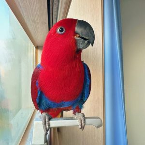 2-Year-Old Female Eclectus Parrot