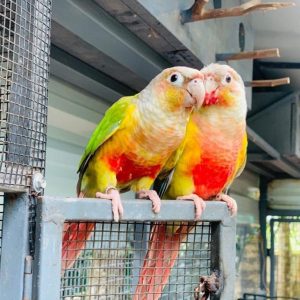 High Red Pineapple Green Cheek Conure