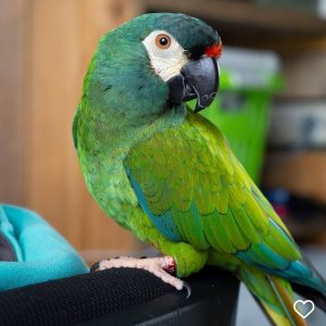 1 Year Old Hahn’s Macaw
