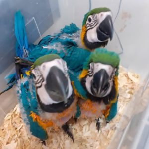 3-Week-Old Blue and Gold Macaw Parrots Available.