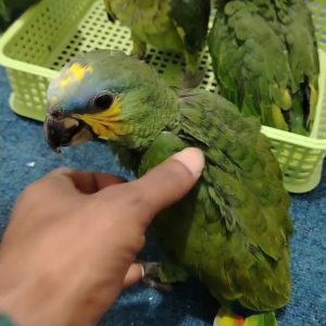 Blue-Fronted Amazon Parrot Available – 10 Weeks Ol