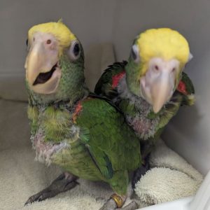 Yellow Nape Amazon Parrot Available – 21 days old