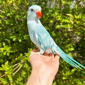 Baby Blue Indian Ringneck Parrot