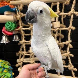 6 Months old Blue-Eyed Cockatoo