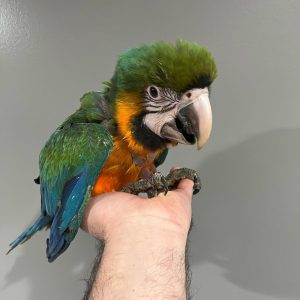Baby Harlequin Macaw (Blue and Gold Macaw)