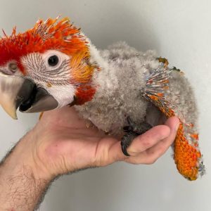 Baby Scarlet Macaw Parrot