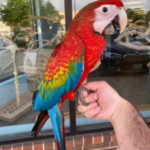 2 Years 5 Months Old Beautiful Scarlet Macaws Available – Intelligent, Vibrant & Ready for a New Home